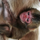 Illustration for article titled Zoo Sorry If Naming Baby Monkey After Princess Charlotte Offends Anyone